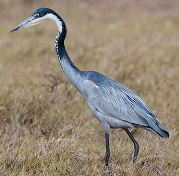 Black-headed Heron